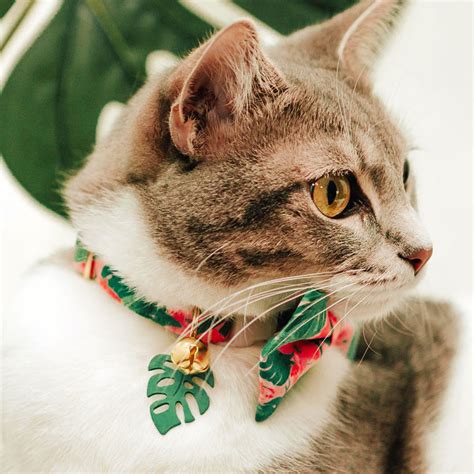 unusual cat collars